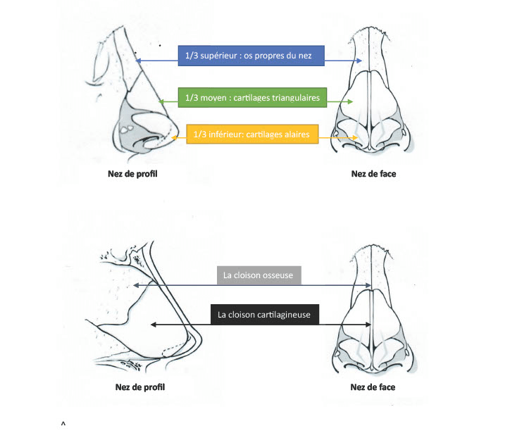 Ce Qu Il Faut Savoir Sur Les Diff rentes Formes De Nez LTVH